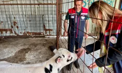 Edirne İpsala hayvancılığında kalite tescillendi