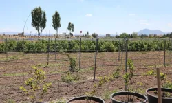 Kayseri Kocasinan'da 60 bin fideli tarımsal üretim