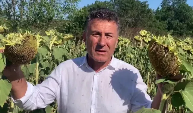 CHP’li Sarıbal’dan ayçiçeği üreticilerine destek çağrısı