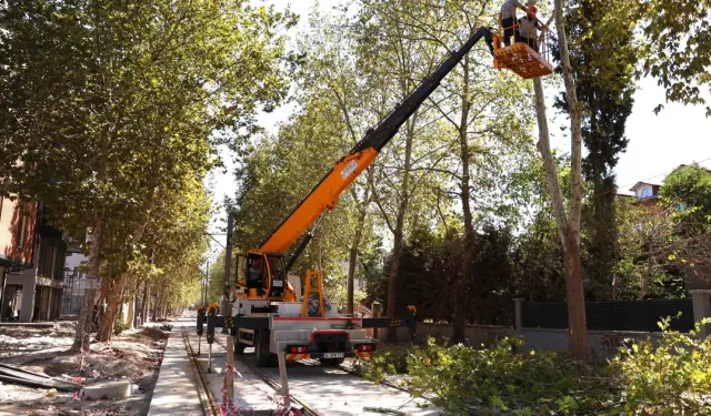 Alikahya Tramvay Hattı için ağaçlara itinalı budama