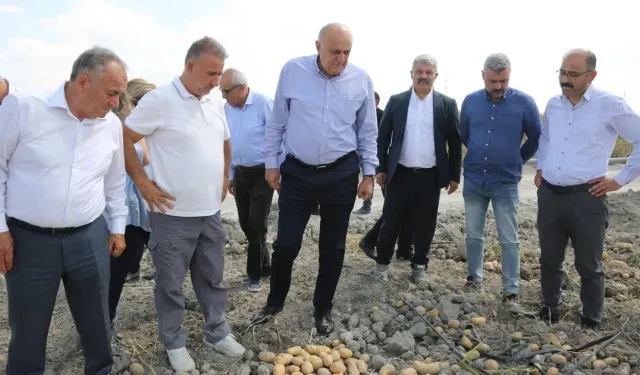 Konya Şeker’den yerli patates tohumu müjdesi... 2027’de dışa bağımlılık bitecek