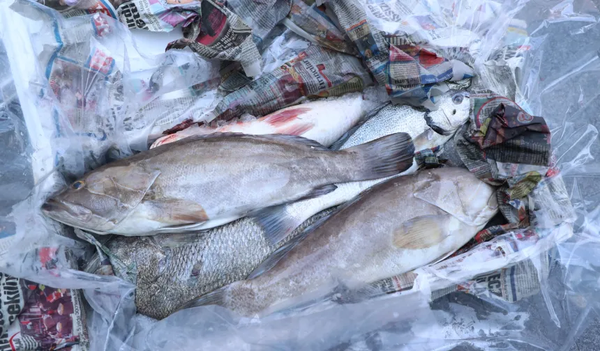  Antalya'da 260 kilo balığa el konuldu