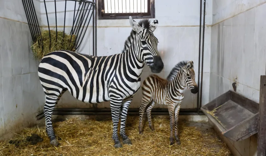 Bursa Hayvanat Bahçesi'nde zebra ailesi büyüyor