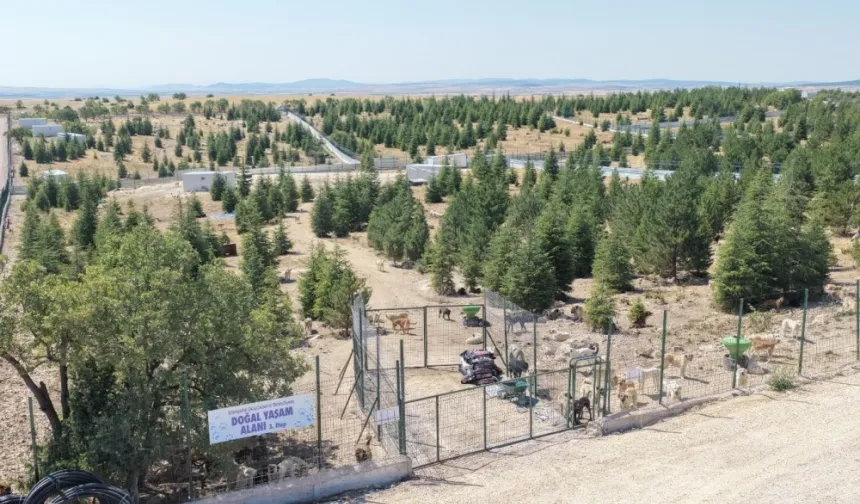 Eskişehir Büyükşehir'den sahipsiz hayvanlara yeni proje
